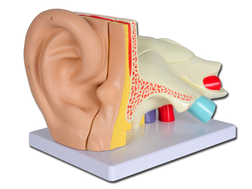 Anatomical Model of Middle and Inner Ear